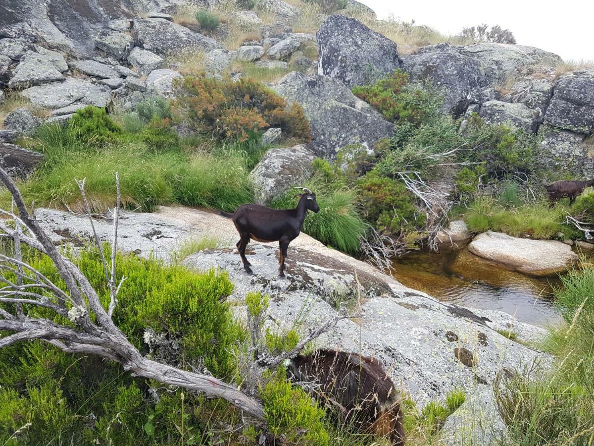 Casa Da Bela Vista - Serra Da Estrela Covilha Ngoại thất bức ảnh